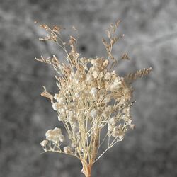 Ceremony Aisle Chairs - Dried Baby’s Breath (Set of 8)